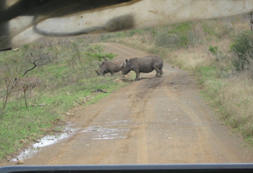 Hluhluwe park- overstekende neushoorns